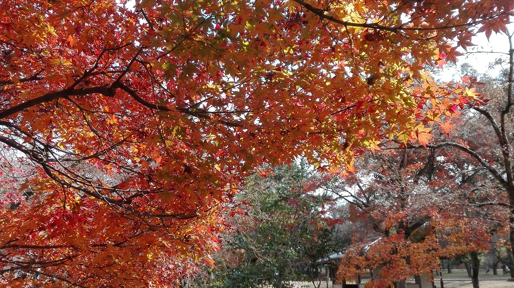 奈良公園